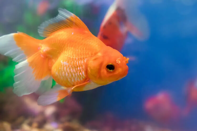 Japanese fish